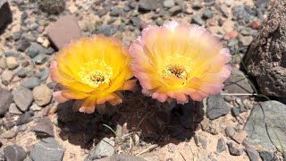 Desierto florecido | Lobivia chrysantha y Maihueniopsis mandragora en hábitat | Flora Argentina