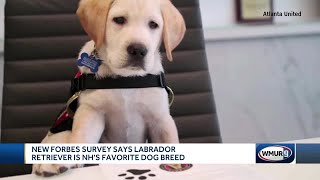 New Forbes survey says Labrador Retriever is New Hampshire's favorite dog breed