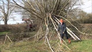 Pollarding a willow tree.Part 1