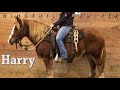 sold harry 2007 haflinger gypsy vanner cross part 1 of 4