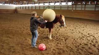 SOLD Harry - 2007 Haflinger Gypsy Vanner Cross (part 1 of 4)