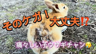 子うさぎちゃんにすごいキズが！カラスにやられたの？