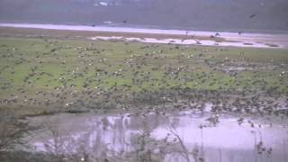 Eruption of Wigeon HD Part 1