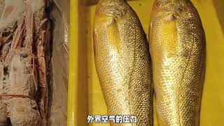 为什么菜市场上没有活的带鱼和黄鱼#海洋生物 #带鱼 #黄鱼 #动物