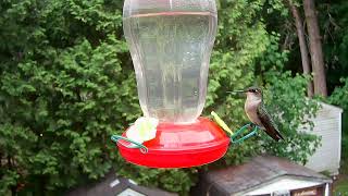 Ruby Throated Hummingbirds : Campark TC02 Trail Camera with Macro Filter