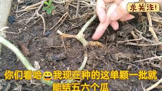 甜瓜阳台盆栽种植同样可以结满地，快跟着她学种菜吧#甜瓜种植