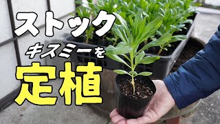 ストック キスミーの種をまいて2ヶ月後に定植しました（10月）