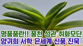 명품풍란!! 풍천 성관 취화모단 양귀희 서학 은세계 신풍 진묵 (풍란부귀란) [꽃밭에서 난원]난초 석곡 춘란 명품난 희귀식물 최고의 난테크 돈이쑥쑥 자라나요 고급풍란 업어가세요!