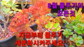 다육이 지금부터 물주기 세분화시켜 주셔야 가을대비 할수 있어요. 8월물주기의 모든것. SucculentGarde, 여름다육이, 무름병치료, 다육이, 다육이들,