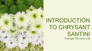 Introduction to Chrysanthemum Santini - Wholesale Flowers and Academy (Triangle Nursery)