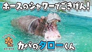 【福岡市動物園】ホースのシャワーでじゃぶじゃぶご機嫌♪💦🦛プールでのんびりカバのタローくん[Fukuoka City Zoo] Hippopotamus, Taro.