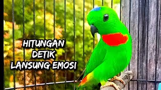 Burung Serindit Mana Yang Tidak Emosi Sekali Dengar Suara Ini / Suara Serindit Pikat Pling Ampun