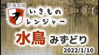 【平城宮跡いきものレンジャー】水鳥　2022/1/10