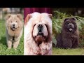 você conhece os três tipos de chow chow