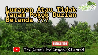 Lumayan Atau Tidak Tanam Pokok Durian Belanda❓❓❓#repost