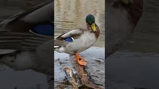 Beautiful mallard duck.