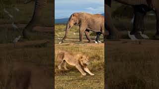 Majestic Encounters: 😱 Lion and Elephant in the Wild