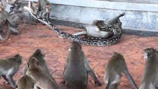 Top 10 Moments When Huge Snakes Eat Their Prey That Will Make You Cringe