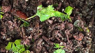 சுவையான ஆட்டு இரத்த வறுவல் || Tasty Goat blood fry in tamil || Coimbatore style || #goatbloodfry