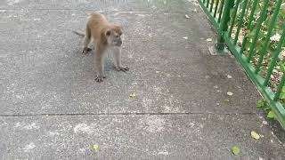 新加坡野生长尾猕猴 City In Nature _ BEWARE _ Long-tailed Macaques At Clementi In Singapore _12apr2023