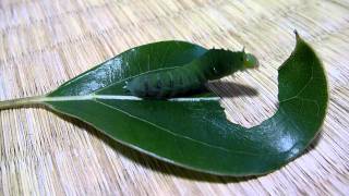 アオスジアゲハ幼虫のお食事～うろうろ