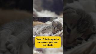 3 faits INCROYABLES que vous ignoriez sur les chats 🐾