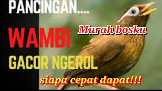 🔥 Burung Wambi Gacor Ngerol! Volume Mantap, Harga Murah!