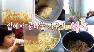 Growing bean sprouts at home ㅣ How to cook rice with bean sprouts in Korean food