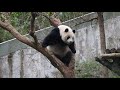 20200118 圓仔運動稱高手 爬樹翻滾沿牆走 giant panda yuan zai