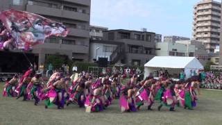 疾風乱舞☆大賞受賞（Ⅱ）＠2013　湘南よさこい祭り