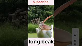 बड़ी चोंच वाला बर्ड || 🐦 bird with long beak || #youtubeshorts #viral #birds #beak