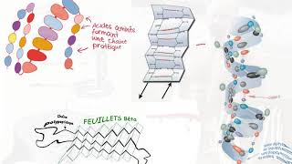 Les Biomolécules