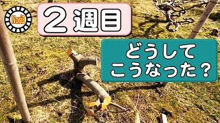 第2週目　いちじく畑の状態をお伝えしてます　2022