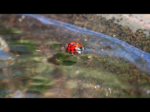 Do insects drown in water?