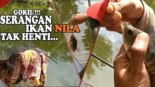 MANCING_BORONGAN LUMUT IBLIS UMPAN NILA KOLAM AUTO PANEN