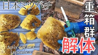 重箱を解体🔪💫📦【日本ミツバチ】越冬できなかった2つの群れ🐝🐝💨1枚1枚の巣を見て振り返る👀✨✨