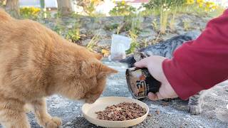 2024.11.24 猫巡り 公園の猫ちゃん達に美味しいカリカリと大好きな缶詰を