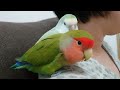 優しい温もり lovebirds 私から離れない