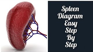 Labelled Diagram of Spleen l How to Draw Spleen with Labelling l Spleen Structure