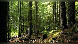 Relaxation/films/relax music/The forest