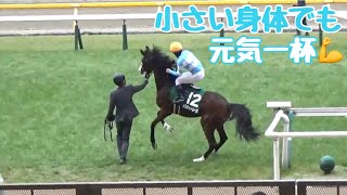 力強い！メロディーレーンの返し馬【ダイヤモンドS】