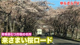 【来さまい大畑桜ロード】青森県むつ市桜の名所（往復）今回のゆらさらは、寝ちゃいました　ゆらさらTV