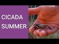 Cicadas: the soundtrack to an Australian summer