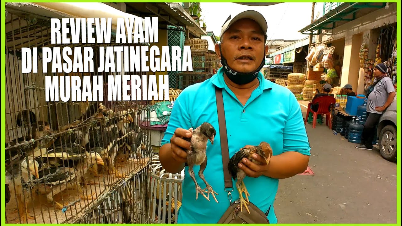 VIRAL REVIEW HARGA AYAM DI PASAR JATINEGARA SANGAT MURAH MERIAH - YouTube