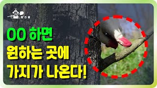 나무에 가지가 없으신가요? 이렇게 해보세요! ㅣ 가지없는 나무 가지 나오게 하는 방법 ㅣ 아상처리 방법