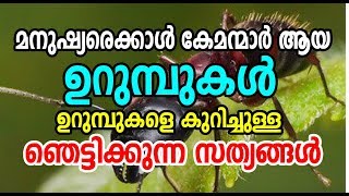 Unknown Facts about Ants | മനുഷ്യരേക്കാള്‍ കേമന്മാര്‍ ആയ ഉറുമ്പുകള്‍