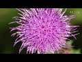 ノハラアザミ nohara azami a kind of japanese thistle ［ 4k uhd ／ 植物 plant ］