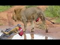 Tragic! Lion Loses Leg in Surprise Crocodile Attack