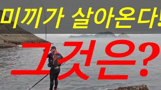 [어신]거문도 긴꼬리 벵에돔! 미끼가 살아오면 어김없이 대물의 입질!