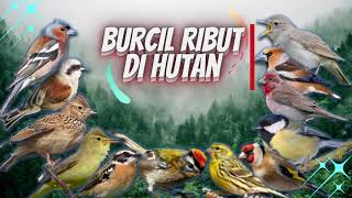 BURCIL di Alam Liar Untuk Masteran dan Pikat || Suara Burung Kecil Ribut di Hutan